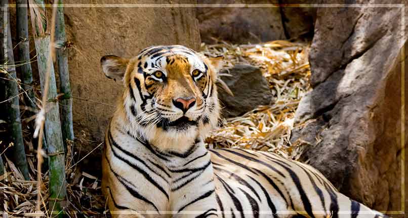 Bannerghatta National Park