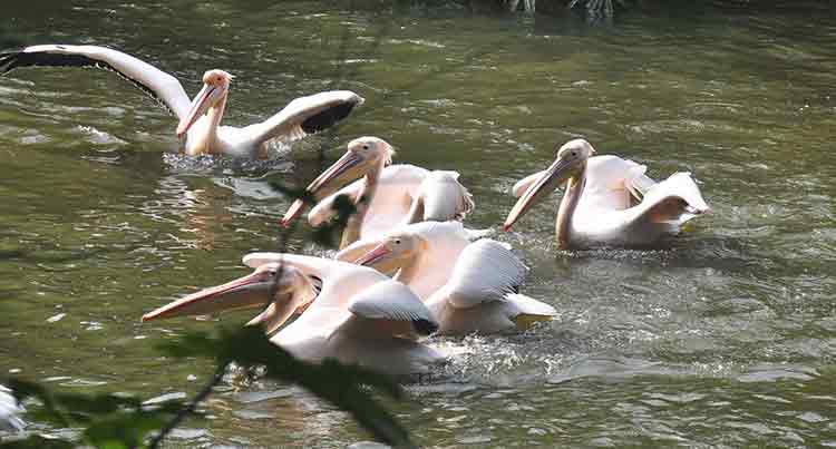 Guwahati Zoo