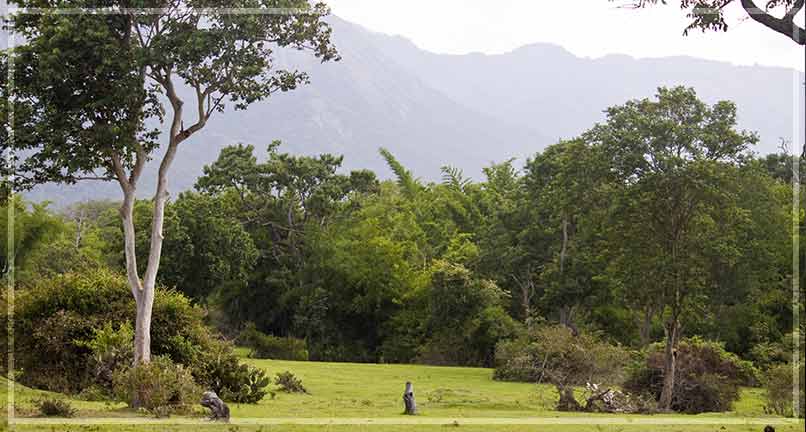 Mudumalai National Park