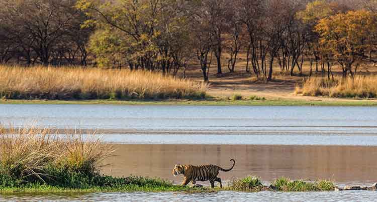 Ranthambore National Park