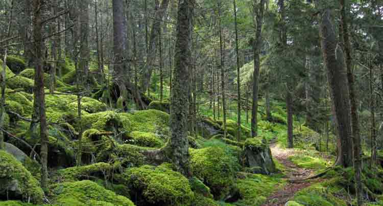 Sirohi National Park