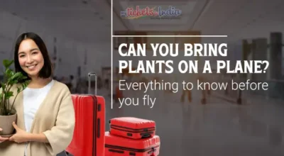 Plants On A Plane